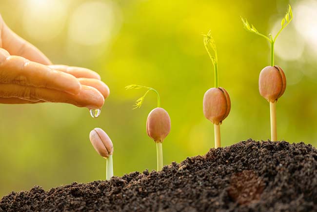 From One Seed to a Grove: How Our Family of Brands Is Reimagining Wellness Together